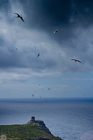 Gabbiani in volo