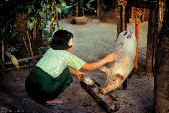 La cura dei propri animali