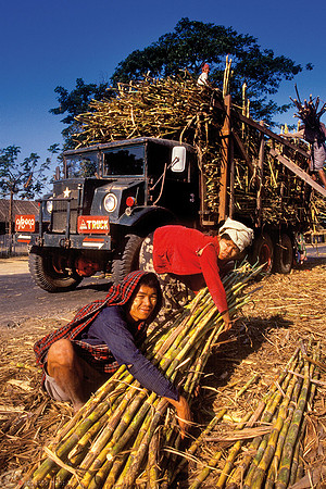 Yangon - si lavorano le canne da zucchero