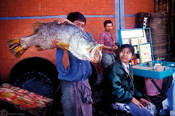 Yangon - Mercato del pesce