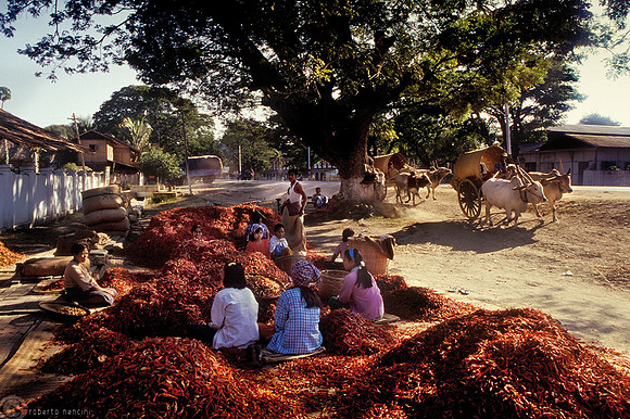 Yangon - Peperoncino ad essiccare