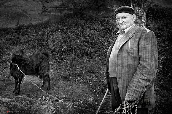 Casale Marittimo - Insolito animale al guinzaglio