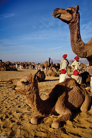 Geometrie dal deserto