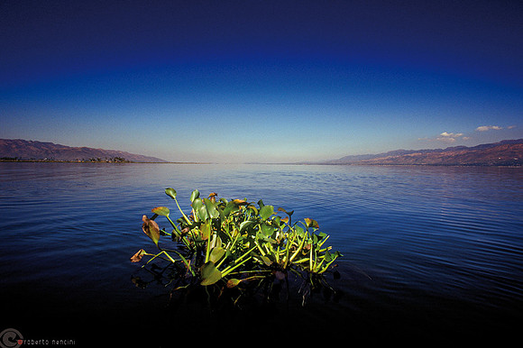 Lago Inle - La tipica vegetazione del lago