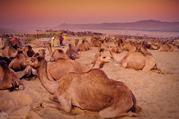 Pausa nel deserto