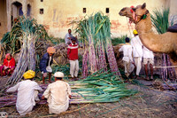 Canna da zucchero