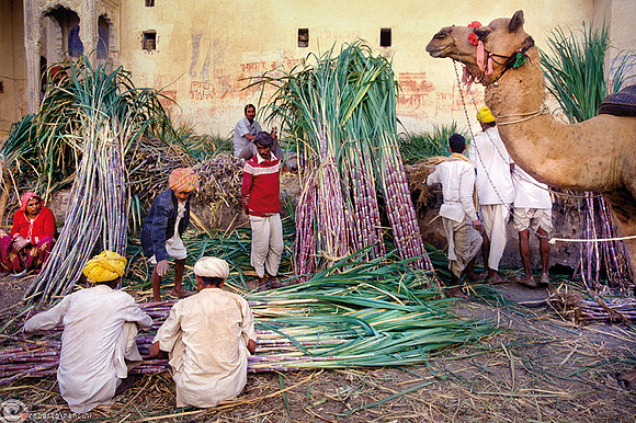 Canna da zucchero