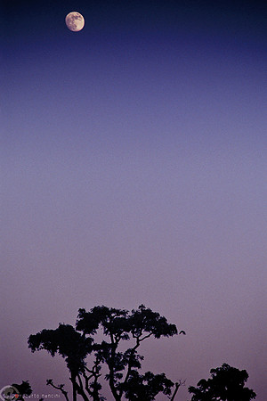 Luna piena sul deserto